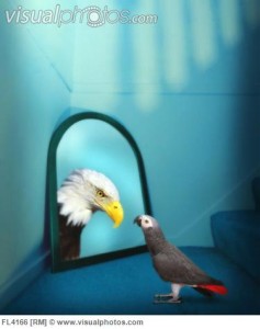 Parrot Looking at Reflection of Eagle in Mirror